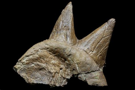 buy fossils